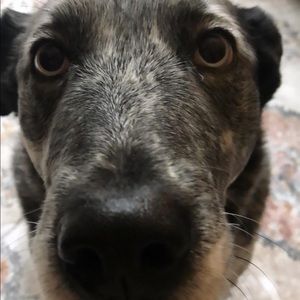 Meet your Posher, Hector